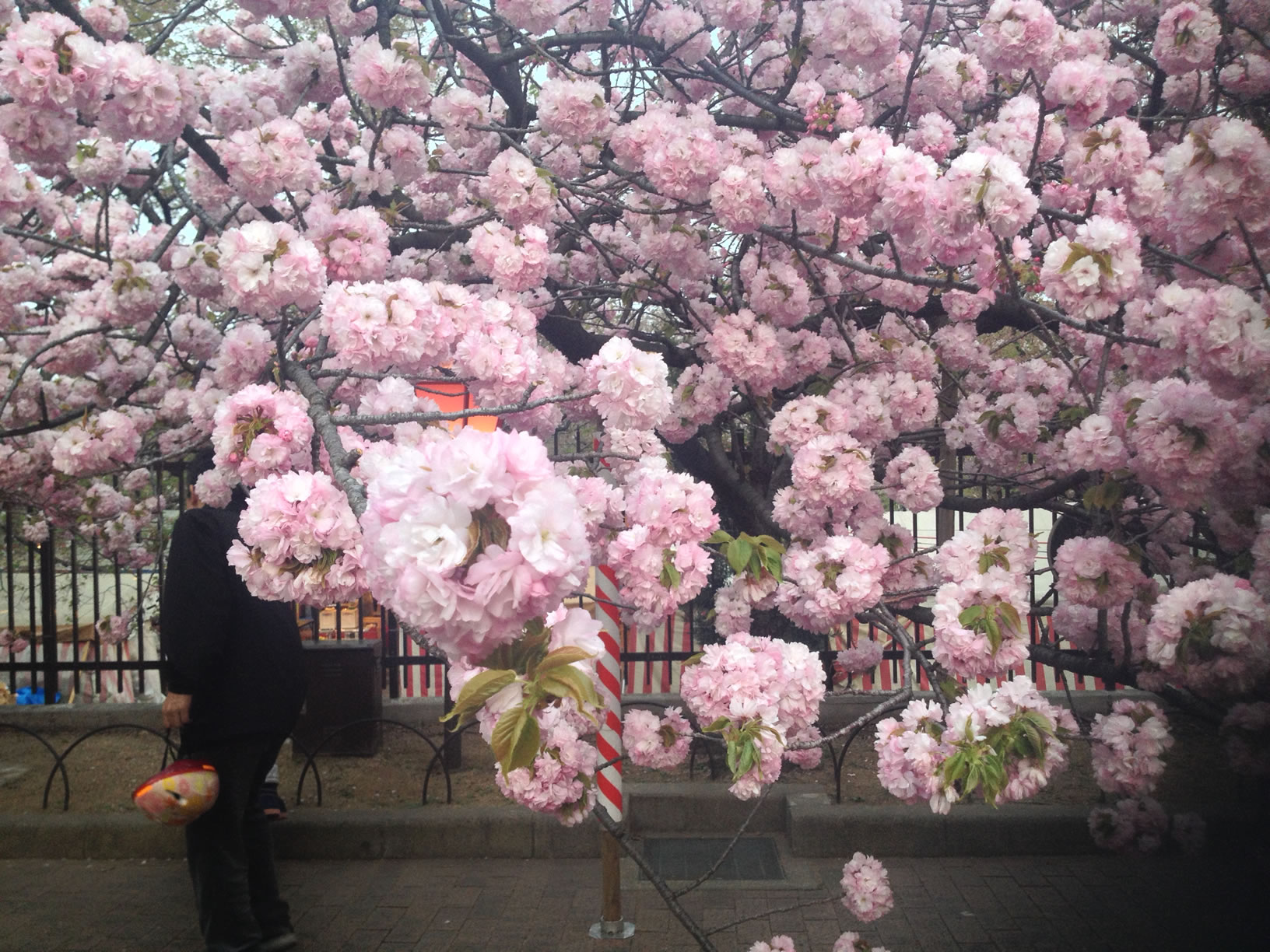 2014年の造幣局桜の通り抜け22 2014年の造幣局桜の通り抜け22